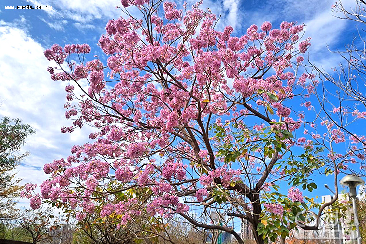 洋紅風鈴木爭相鬥豔,公園與街道都可見風鈴木美麗身影(圖/台中市政府 提供)