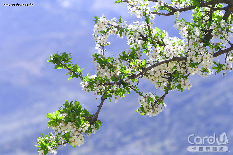 油桐花開滿山頭,不時又如白雪般紛飛,置身其中浪漫絕美(圖/Booking 提供)