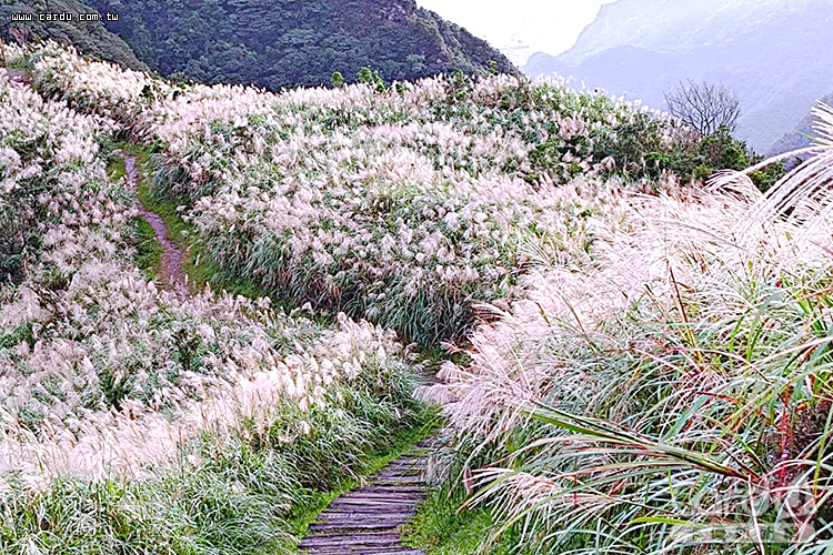 瑞芳三安社區冬日芒花綻放,銀白花海與金瓜石景致交錯(圖/新北市政府 提供)