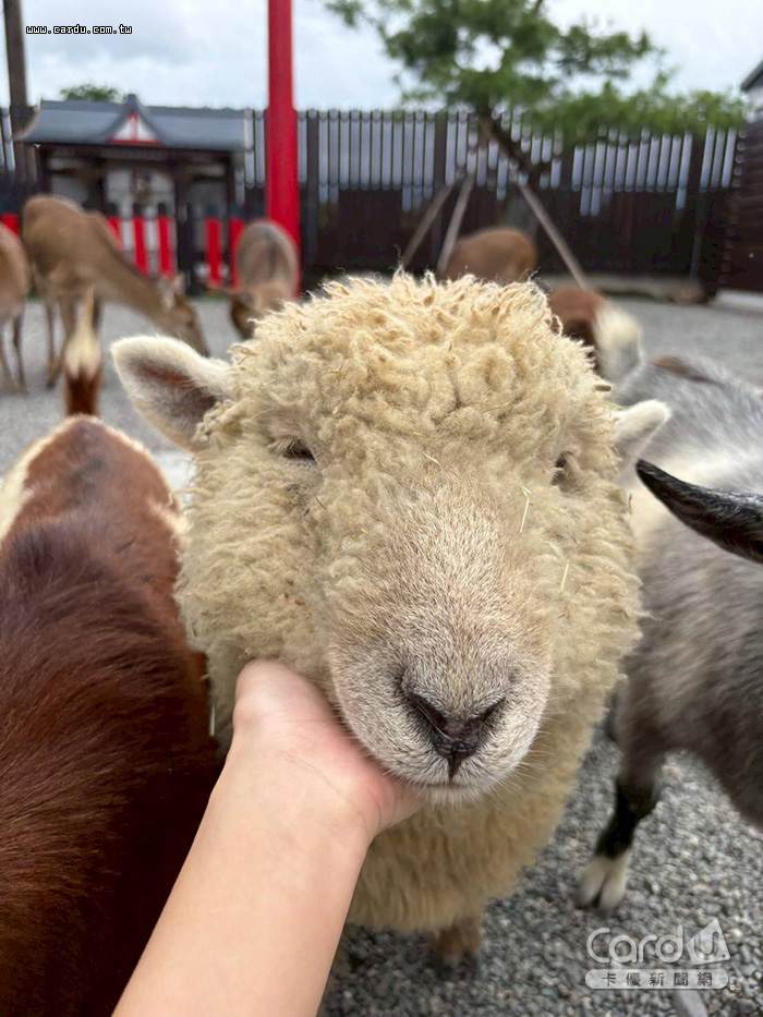  來到張美阿嬤農場，可親自體驗餵食與互動！