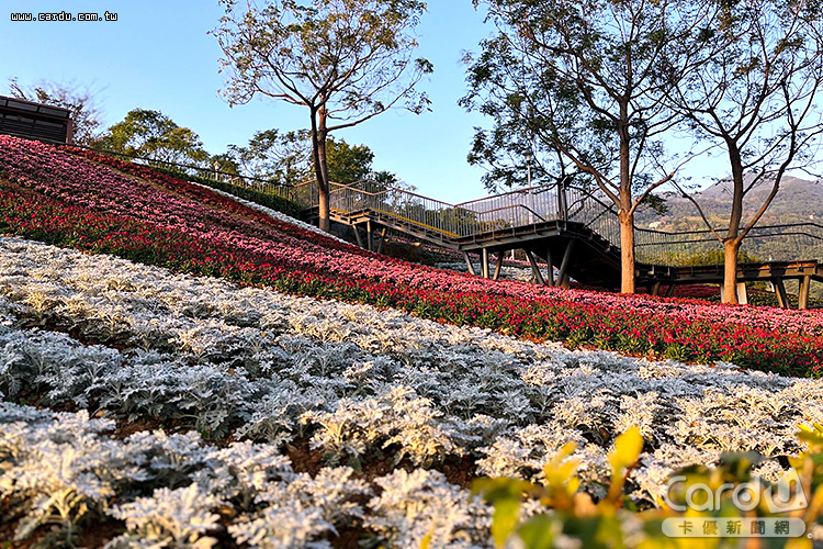 北投三層崎花海譽為「台版富良野」,打造春日賞花路線(圖/台北市政府 提供)