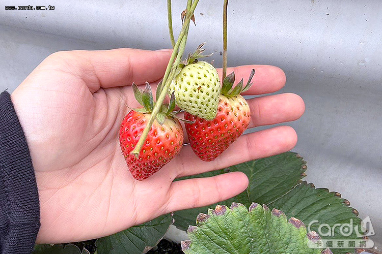 苗栗大湖草莓園聞名遐邇,是大人小孩一起走春、採果的好去處(圖/卡優新聞網)