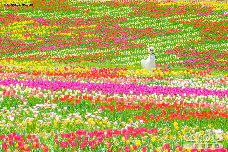 走過凜冽的冬日,日本春天繁花盛開,交織出夢幻美景(圖/廣島縣世羅町 提供)