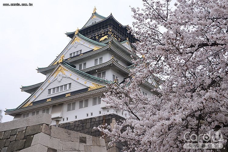 家庭旅遊以「東京」、「大阪」穩居前兩名,顯示日本城市優勢(圖/卡優新聞網)