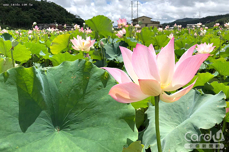 「戀戀雙溪荷花節」6/13開幕,6月下旬進入最佳觀賞期(圖/新北市政府 提供)