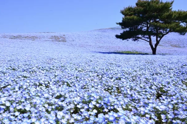 東京近郊 日本茨城縣常陸海濱公園賞花懶人包 交通 門票 花期總整理 卡優新聞網