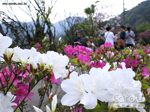 陽明山花季壓軸出場杜鵑花紫藤五彩繽紛 卡優新聞網
